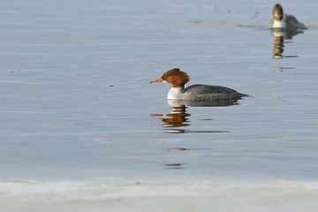 duck on the water