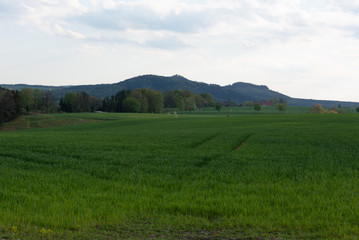 Fototapeta na wymiar Sächsische Schweiz, Rapsfelder, Roadtrip.