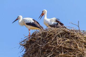 Weißstorch  (Ciconia ciconia)