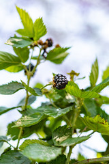 blackberry on tree