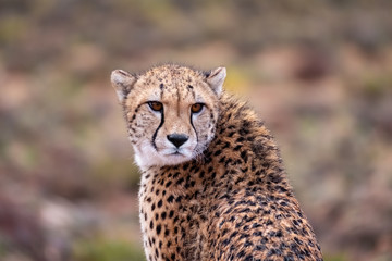 Fototapeta na wymiar Cheetah closeup looking to the center