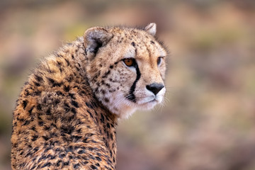 Cheetah closeup looking to the right