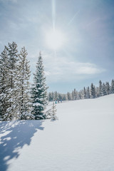 winter landscape with trees