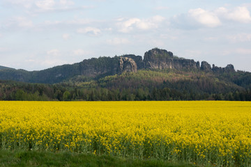 Sächsische Schweiz, Rapsfelder, Roadtrip.