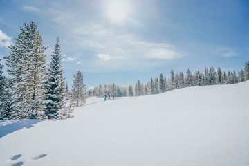 snow covered trees