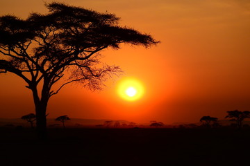 Sonnenuntergang hinter Baum, Serengeti Nationalpark, Tanzania
