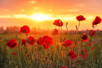 Fototapeta na wymiar Field of poppies on a sunset