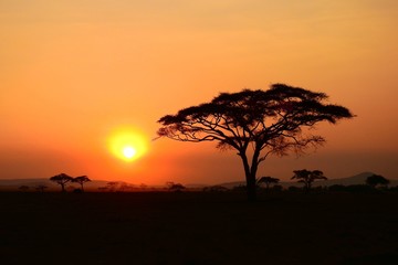 Plakat wunderschöner Sonnenuntergan im Serengeti Nationalpark in Tanzania