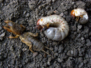 Gryllotalpidae, gryllotalpinae. Harmful insects, larvae.  Brown, white. Agriculture. Growth cycle. Rodents.