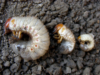 Gryllotalpidae, gryllotalpinae. Harmful insects, larvae.  White. Agriculture. Growth cycle.