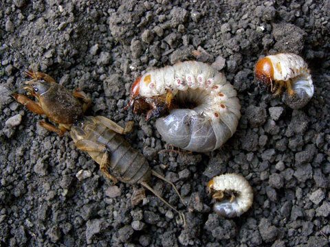 Gryllotalpidae, gryllotalpinae. Harmful insects, larvae. Digging, rodents. Brown, white. Agriculture. Growth cycle.