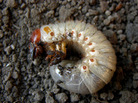 Gryllotalpidae, gryllotalpinae. Harmful insects, larvae. White, brown spots. Agriculture.