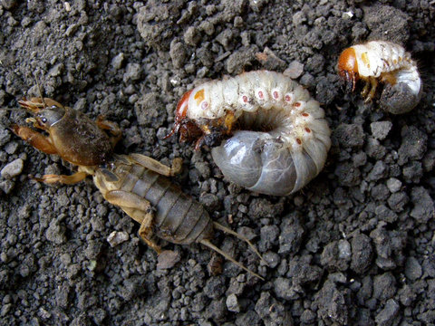 Gryllotalpidae, gryllotalpinae. Harmful insects, larvae.  Brown, white. Agriculture. Growth cycle. Rodents.