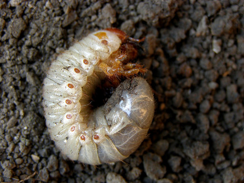 Gryllotalpidae, gryllotalpinae. Harmful insects, larvae. White, brown spots. 