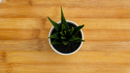 plant over wood table