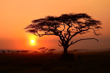 Plakat wunderschöner Sonnenuntergan im Serengeti Nationalpark in Tanzania