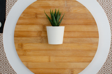 plant over wood table