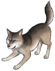 Wolf - Illustration