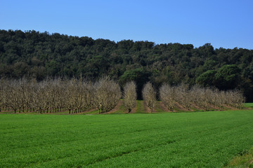 Fototapeta na wymiar Plantación de arboles en el bosque. Bosque alineado. 