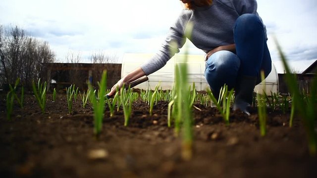 girl digs beds with garlic and onions in spring