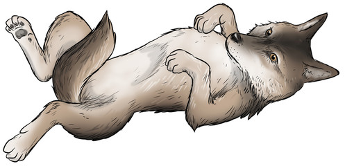 Wolf - Illustration © Christine Wulf