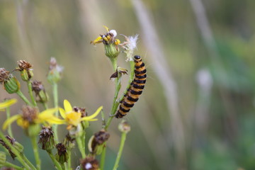 caterpillar on a leaf