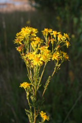 caterpillar in yellow flower