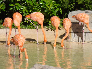 Flamingos