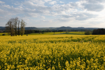 Obraz premium Raps, Sonnenuntergang, Sächsische Schweiz.