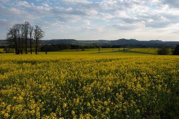 Raps, Sonnenuntergang, Sächsische Schweiz.