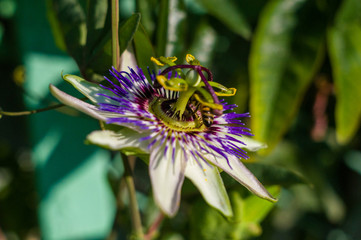 passion flower Passiflora caerulea Passionflower against green garden background
