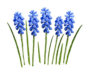 Blue muscari flower with green leaves isolated on white background. Vector illustration. 
