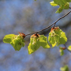 Frisches Buchengr&uuml;n