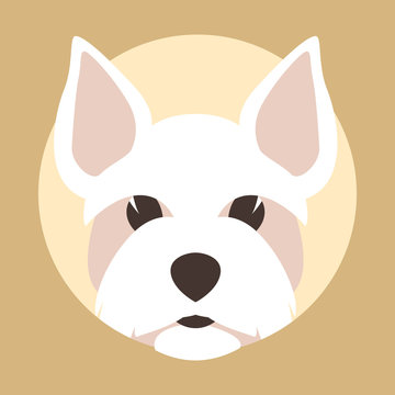 Maltese dog, vector illustration, flat style