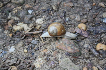 snail traveling across stones