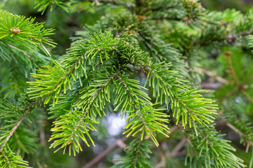 Christmas fir branch background with copy space.