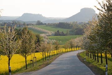 Raps, Sonnenuntergang, Sächsische Schweiz.
