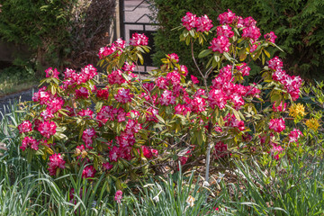 Rhododendron