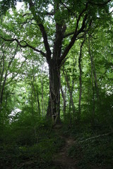 Obraz premium trees in the forest