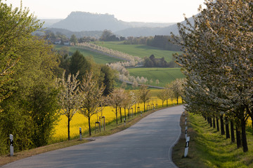 Raps, Sonnenuntergang, Sächsische Schweiz.