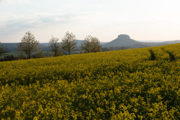 Raps, Sonnenuntergang, Sächsische Schweiz.