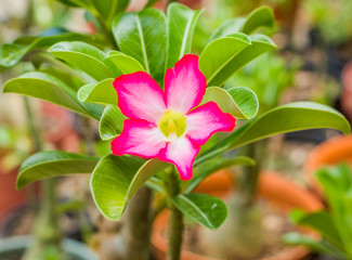 rosa del desierto pink