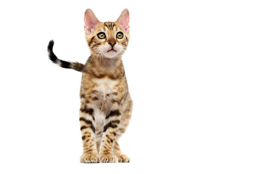 striped kitten stands on a white background