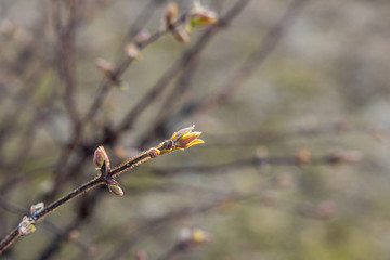 Honeysuckle branch with green and white fur fresh buds is on a orange blurred background in a park in spring