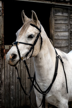 White Cob horse standing outside stable.