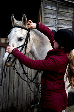 Young woman standing outside stable, putting bridle on white Cob horse.