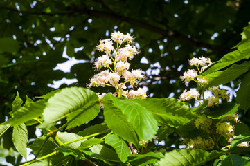 Flowering branches of chestnut Castanea sativa tree, and bright blue sky