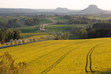 Raps, Sonnenuntergang, Sächsische Schweiz.