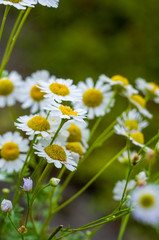 Blooming camomile, beautiful nature scene, summer background, selective focus