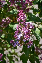 Fototapeta na wymiar Syringa lilac is a genus of 12 currently recognized 1 species of flowering woody plants in the olive family Oleaceae